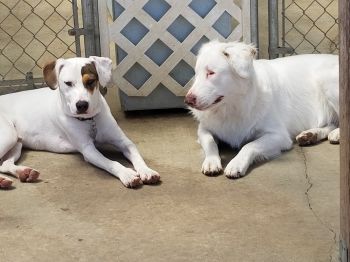 Our 2 spcial needs deaf dogs