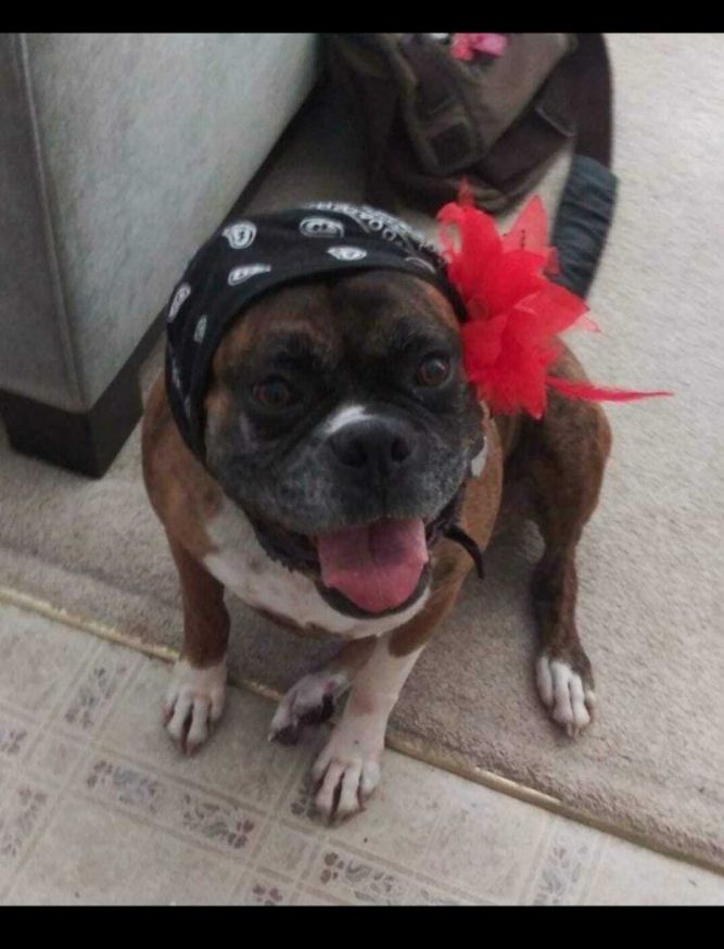 New Life Boxer Rescue