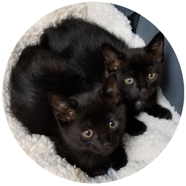 Rags to Riches Animal Rescue