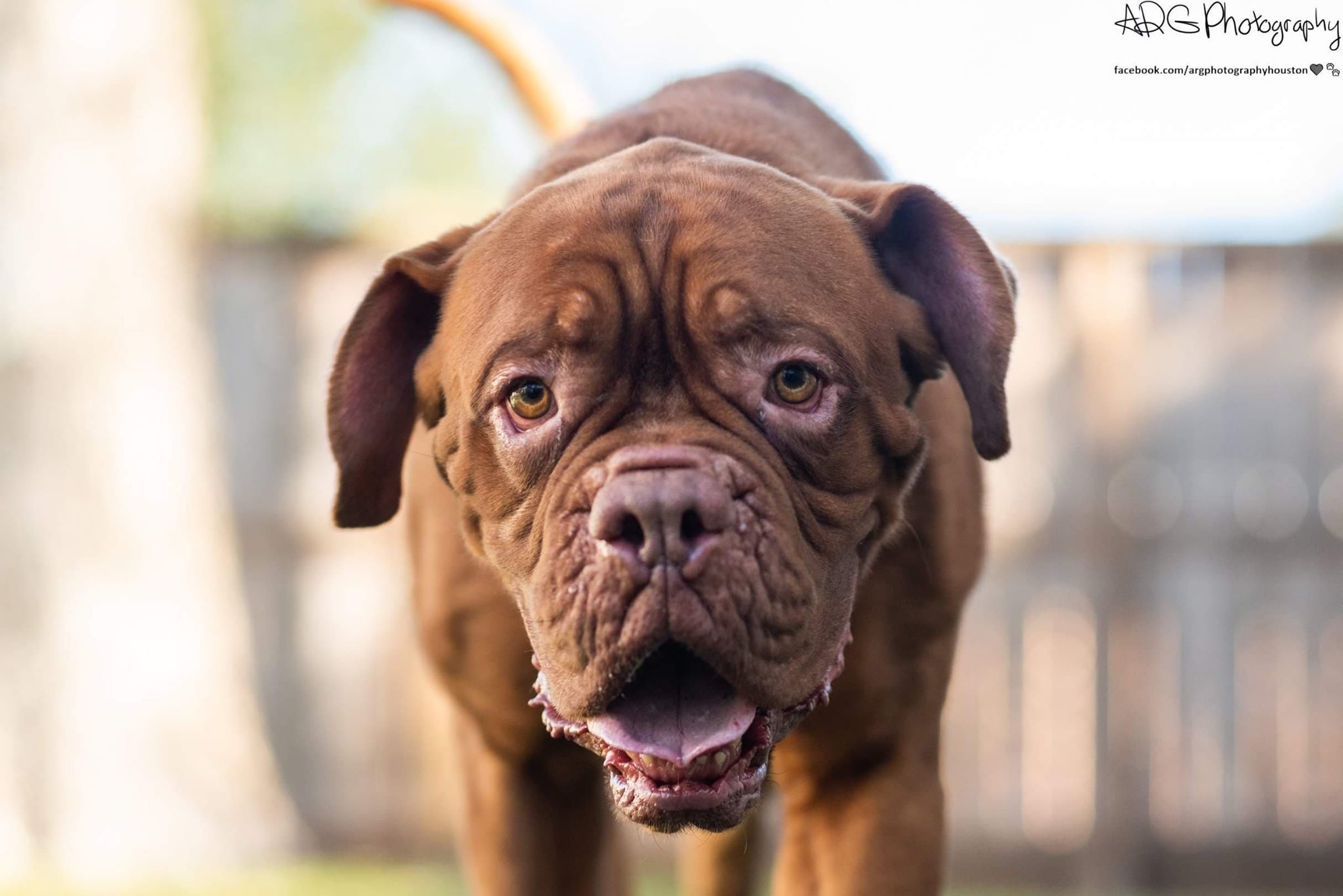 Pets for Adoption at Doggedly Dog Rescue Society, in Houston, TX