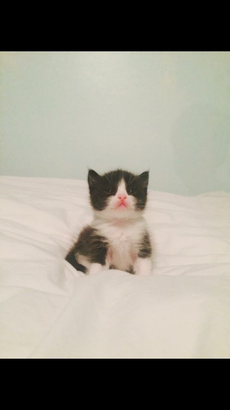 Alfie's Kitty Rescue