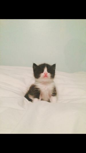 Alfie's Kitty Rescue