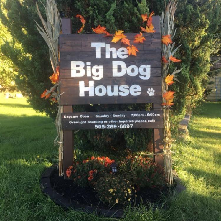 The Big Dog House