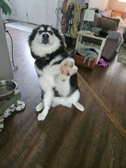 Homeless to Home Husky Rescue, Inc.