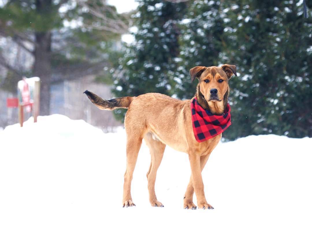 Little Red Barn Dog Rescue