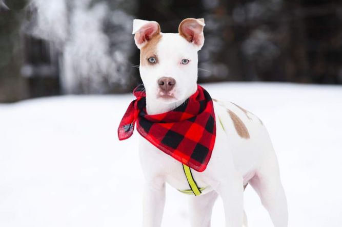 Little Red Barn Dog Rescue