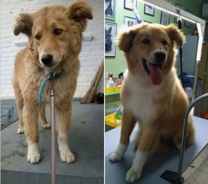 Transform A Street Dog