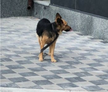 Bonya found on the street in Kyiv, Ukraine