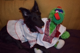 Pepper, a former street dog in a Ukrainian shirt