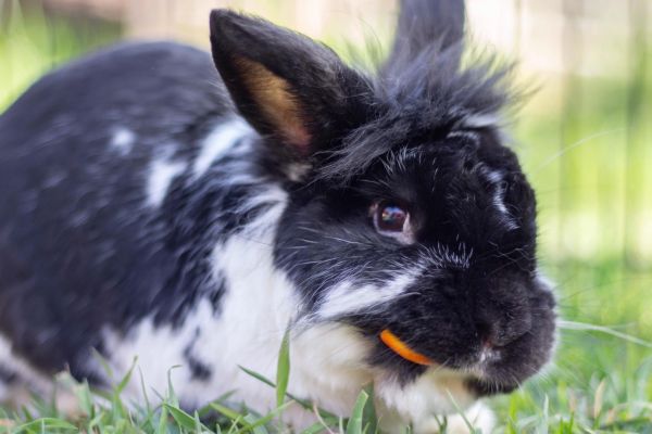 PNW Pet Rabbit Rescue