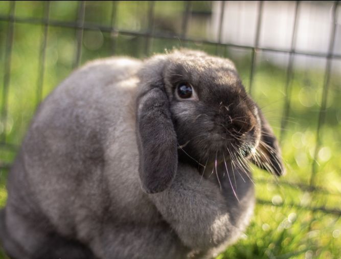 PNW Pet Rabbit Rescue