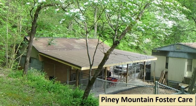 Piney Mountain Foster Care, Inc.