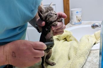 A bath and a flea comb upon arrival