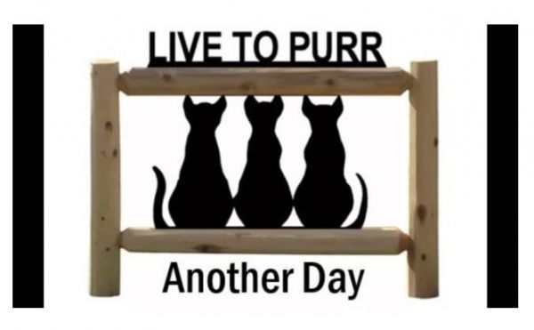 Live To Purr Another Day Rescue