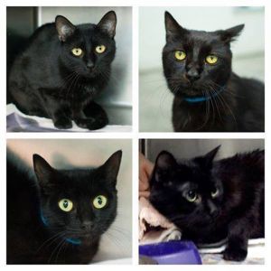 Black Cat Holistic Rescue