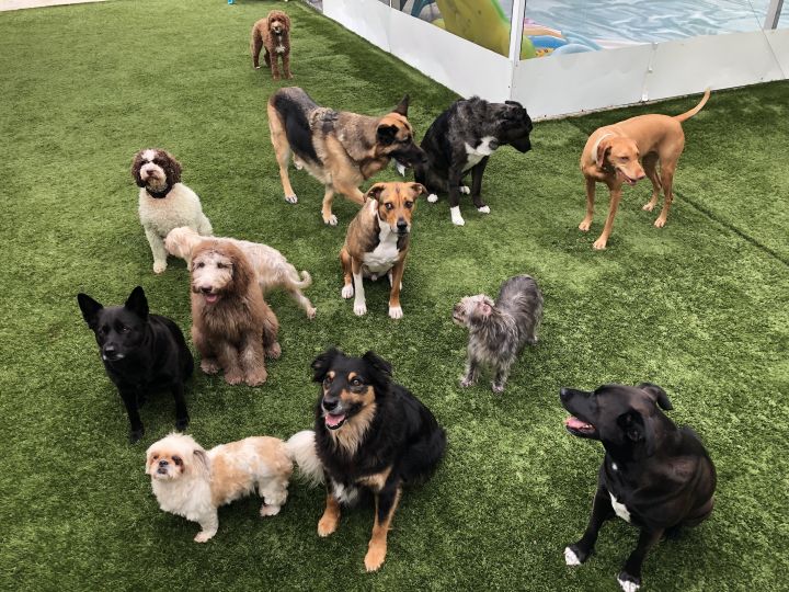 Group Shot of some of the dogs we had