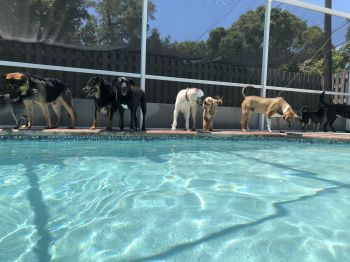 Pool Time while the pups are here