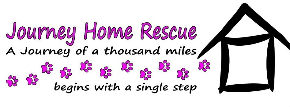 journey home pet rescue