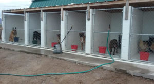 Happy Dogs in the kennel area