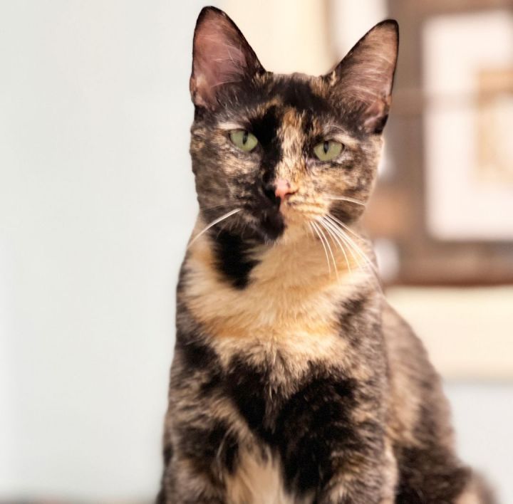 Pets for Adoption at True Rescue, in Mount Juliet, TN Petfinder