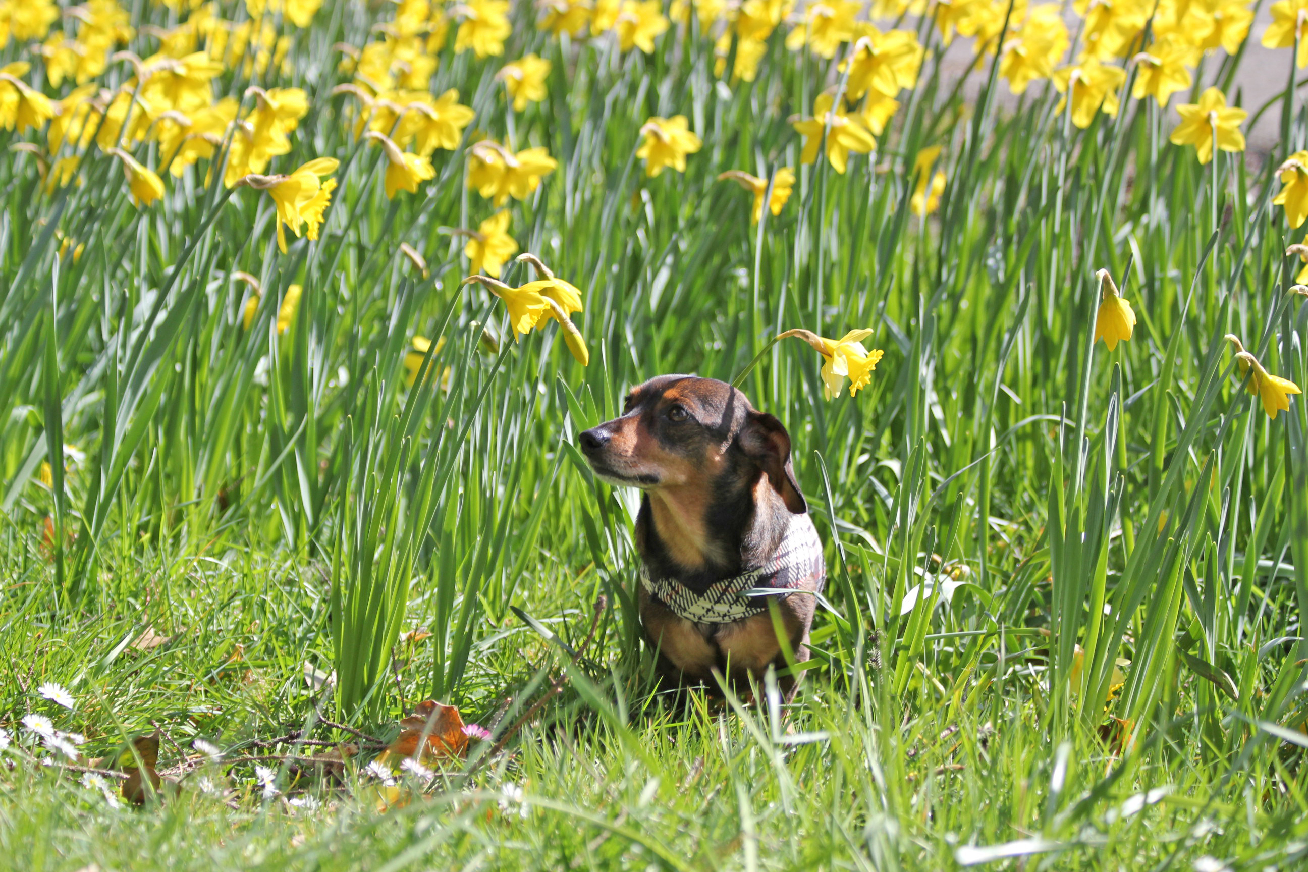 Pets for Adoption at Portland Dachshund Rescue, Inc., in ...