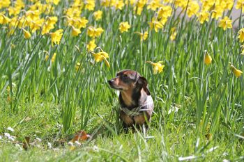 Portland Dachshund Rescue's Spokes dog Hank