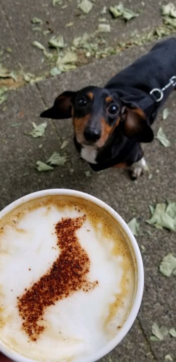 Portland Dachshund Rescue coffee and dachshunds