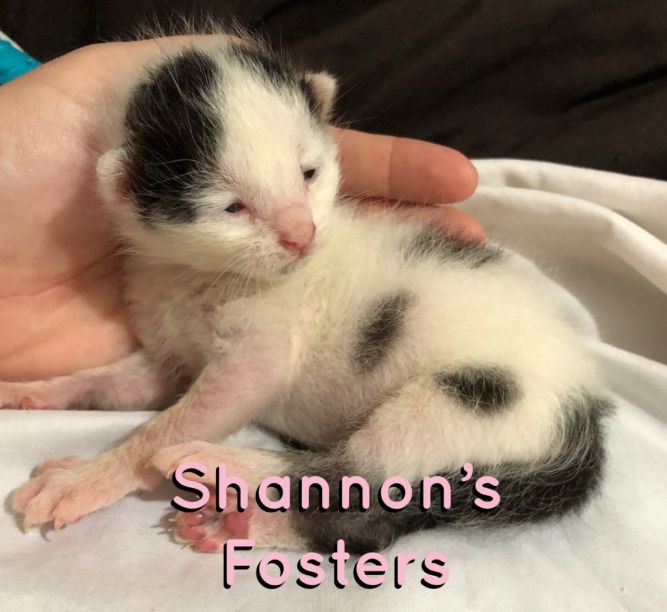 Shannon's Fosters