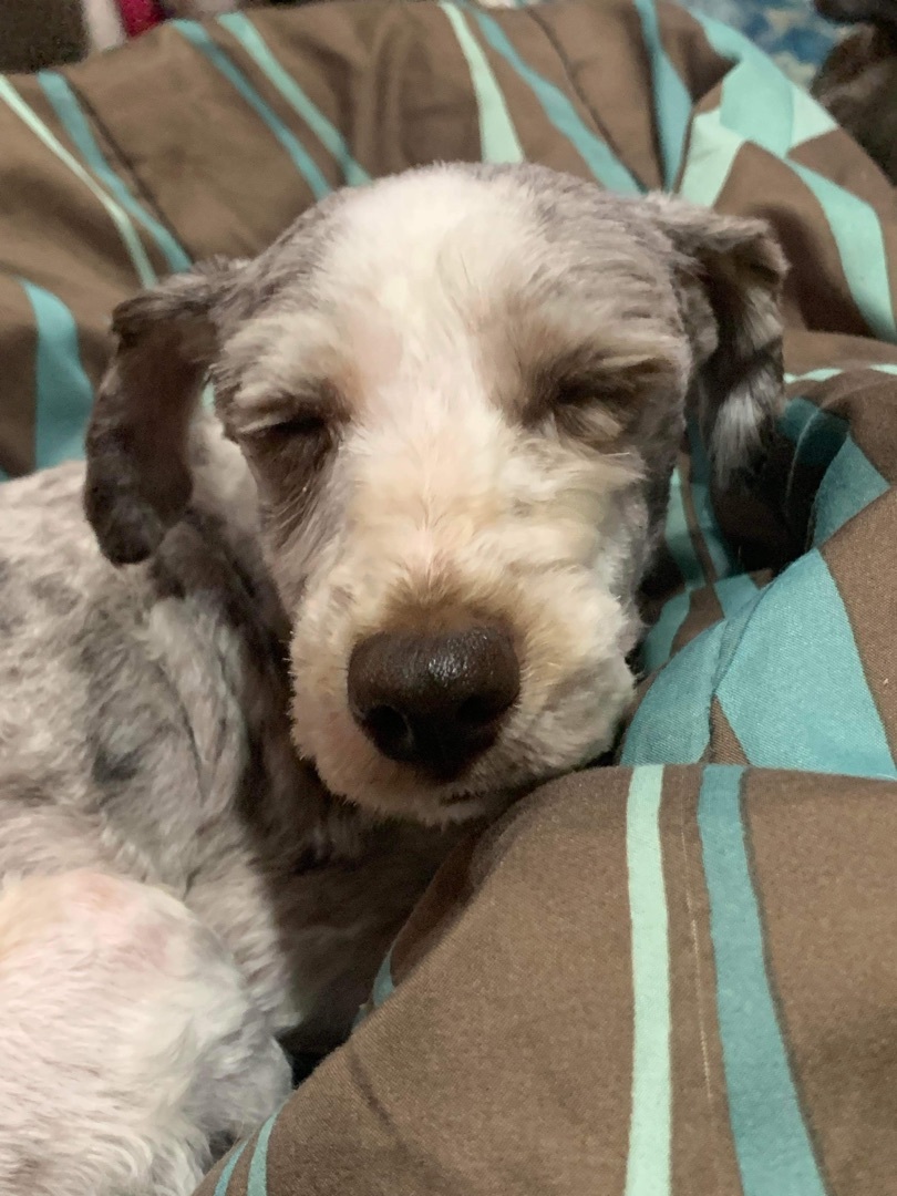 Howlin’ Woof Society