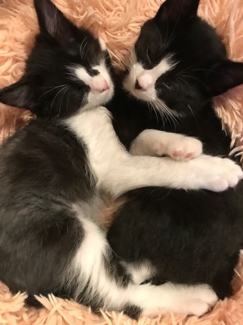 A Place for Grace Kitty Rescue