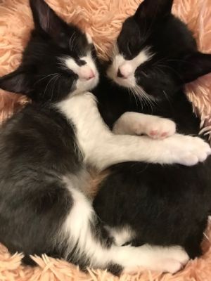 A Place for Grace Kitty Rescue