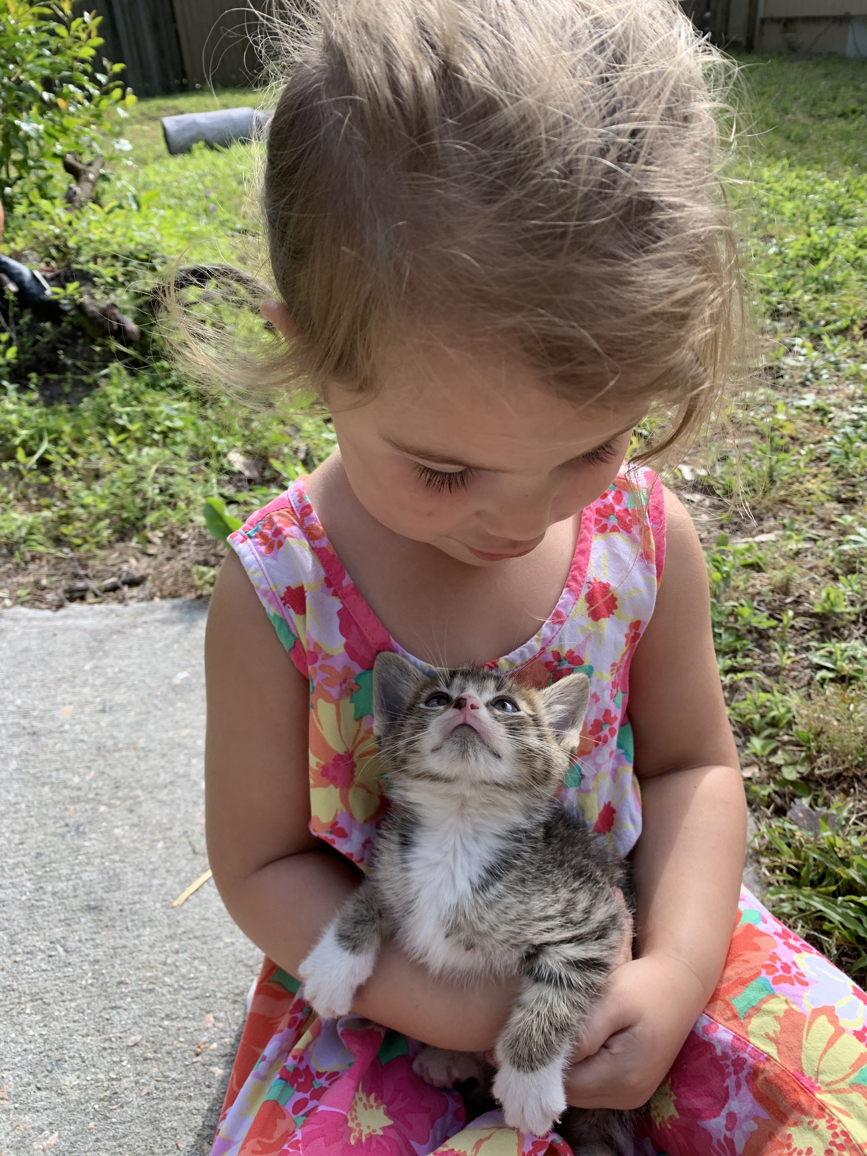 Kitty Claws Rescue Group SC