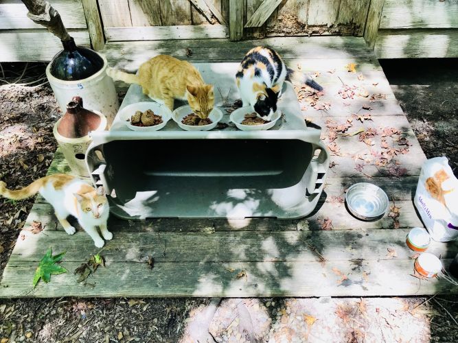 Pets for Adoption at Feral Cat Solutions of Chapin, Inc., in Chapin, SC Petfinder