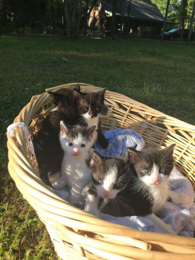 Purrfect Purrbaby Rescue