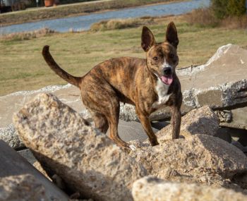 K9 Artymis in training for disaster search