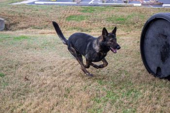 K9 Loki in training for disaster search and rescue