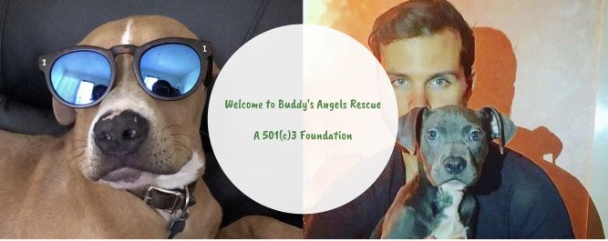 Buddy's Angels Rescue