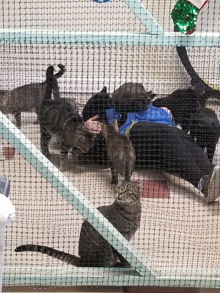 Pets for Adoption at It Takes Heart Kitten Zoo, in Tower City, PA