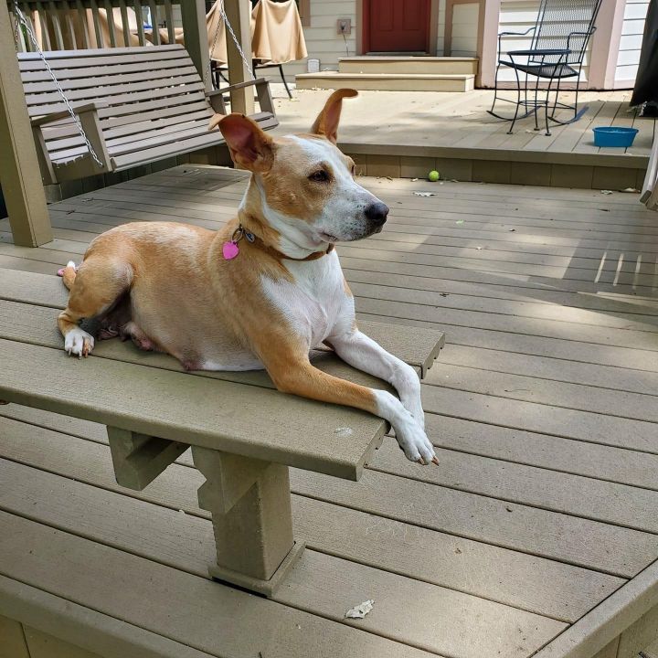 Gorgeous Cinnamon, dreaming of her future home.