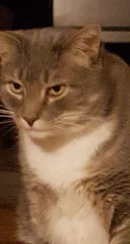 The Cat's Voice WV, Inc