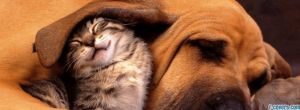 Bell County Animal Shelter