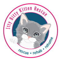 Itty Bitty Kitten Rescue