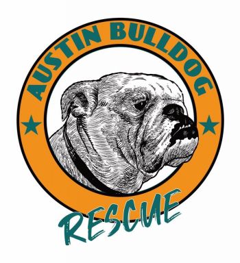 Carrot - Austin Bulldog Rescue