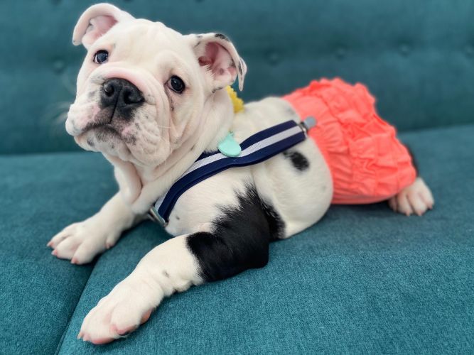 Austin french bulldog hot sale rescue