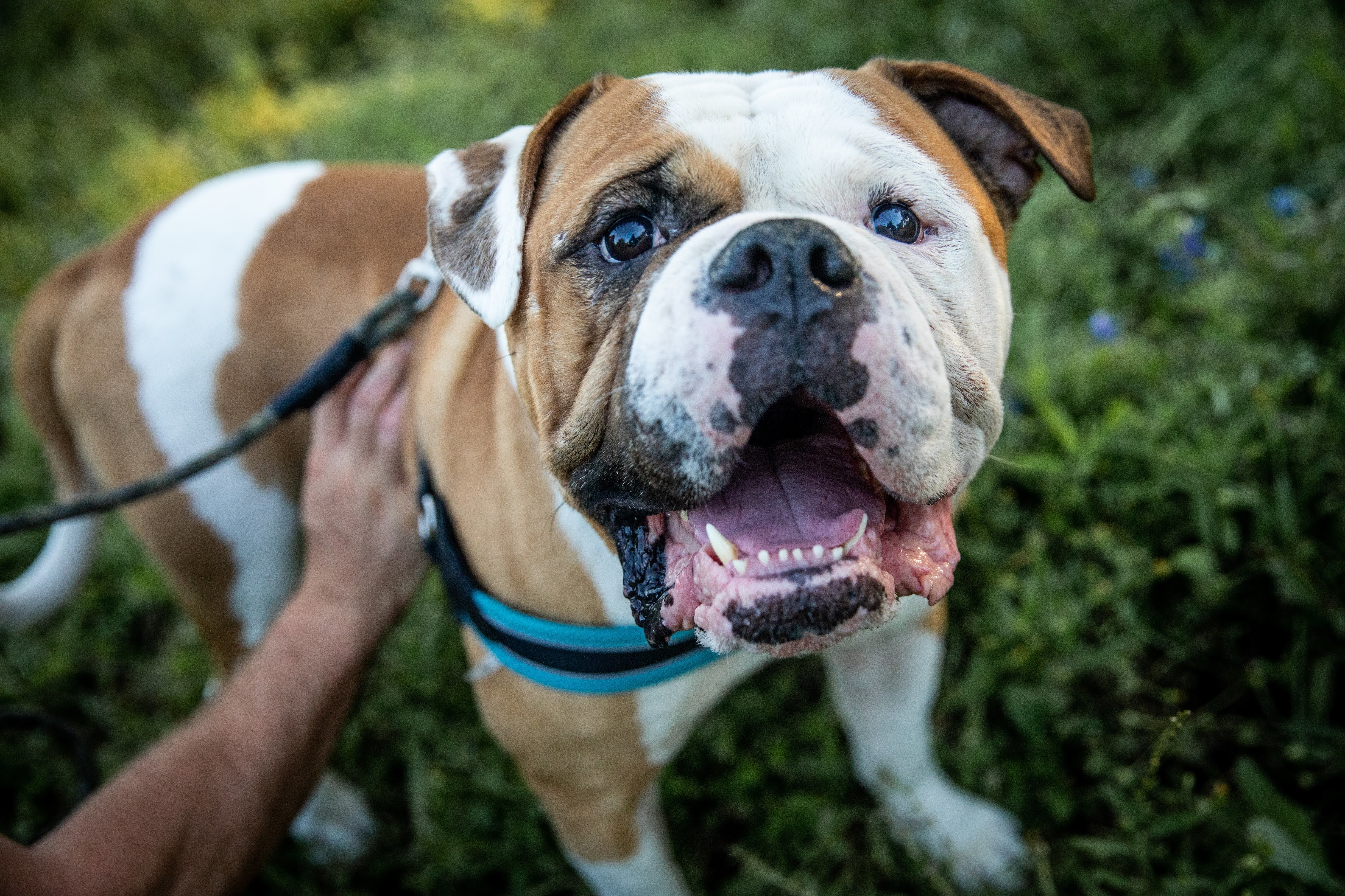 Pets for Adoption at Austin Bulldog Rescue, in Austin, TX