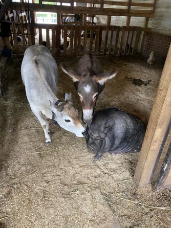 A steer, a mini donkey and a potbelly pig