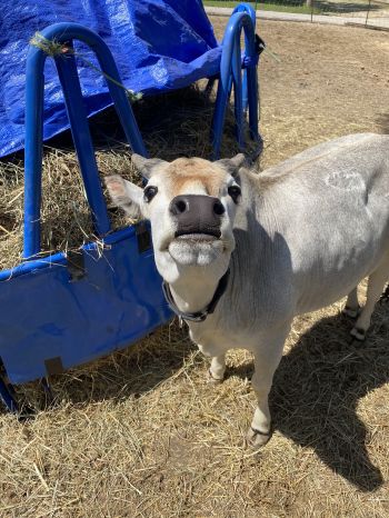 Our mascot a mini zebu steer