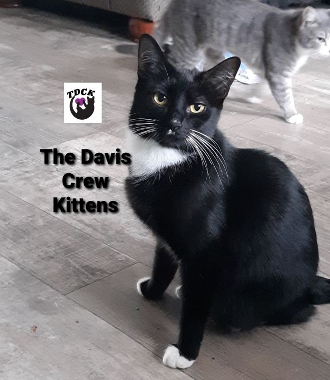 The Davis Crew Kittens Inc.