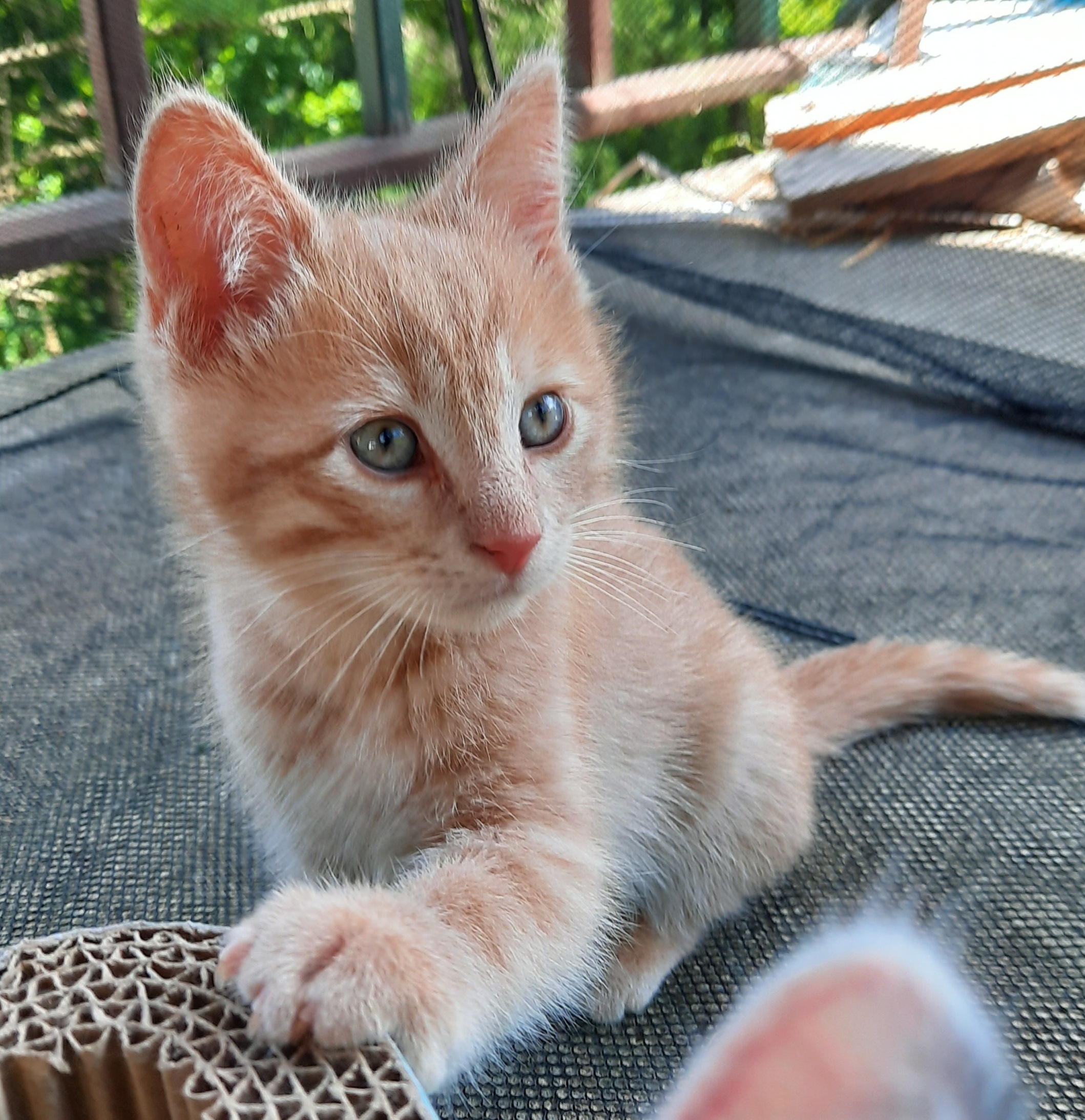The Davis Crew Kittens Inc.