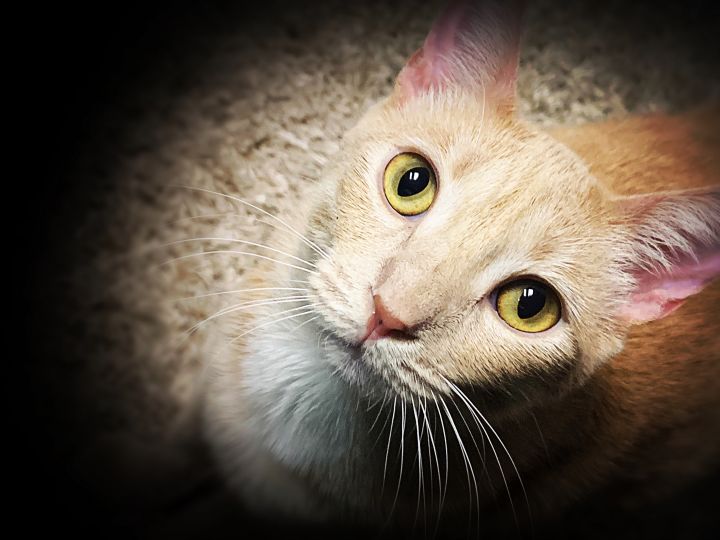 Termite, FIP survivor, adopted 01/2020